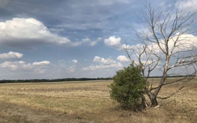 Das Streiflicht II